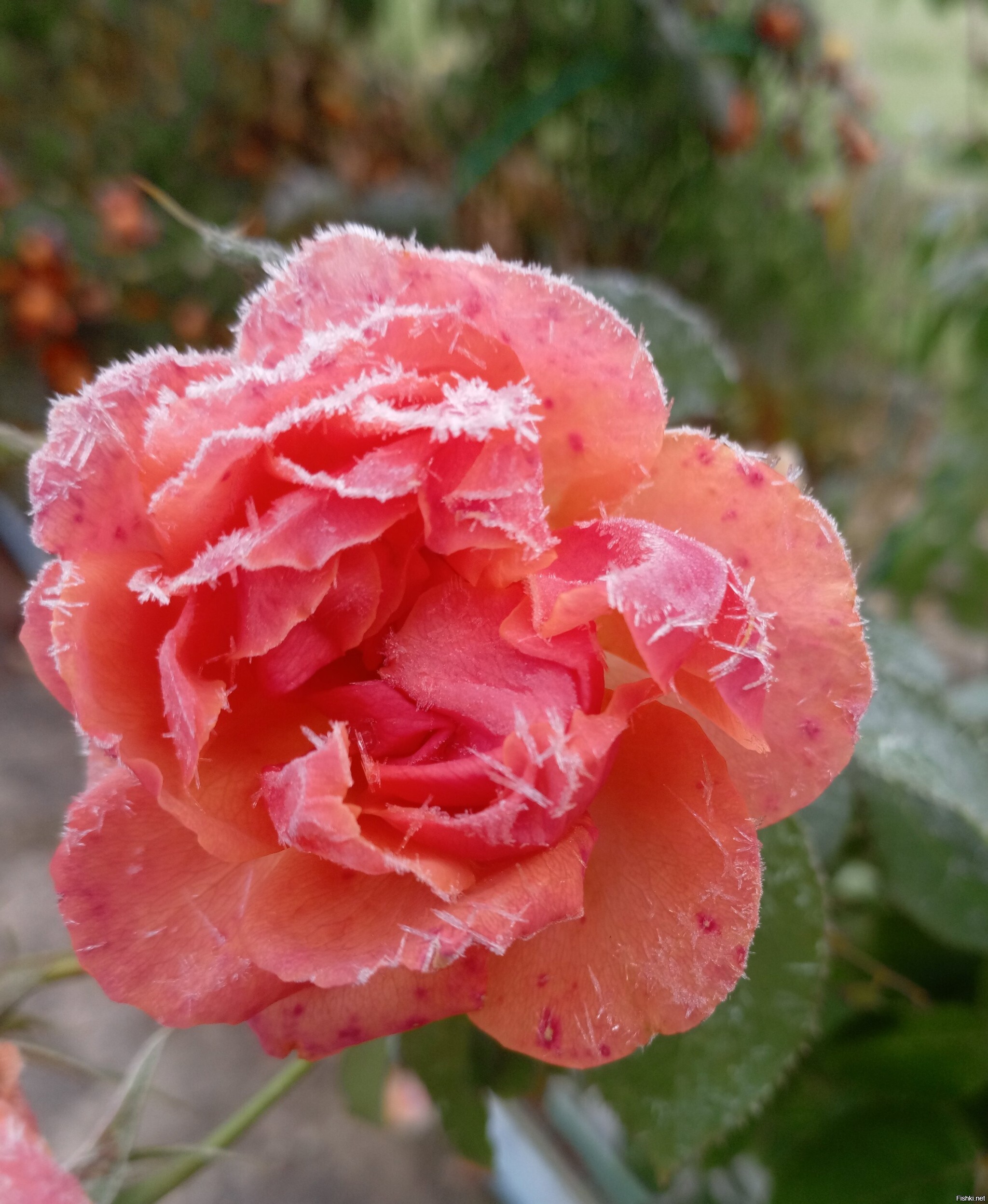 Первые заморозки под Владивостоком