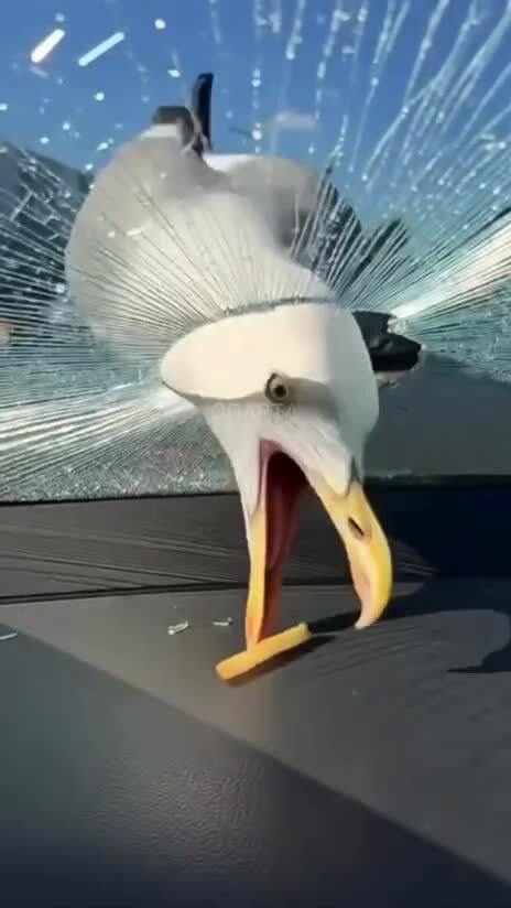 Не шутите с чайками