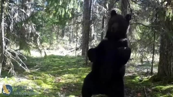 В Ленобласти фотоловушка 