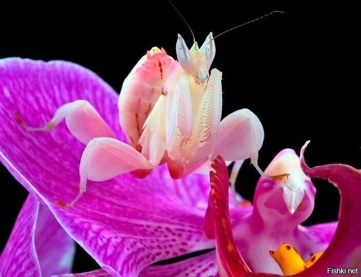 Думаете цветок