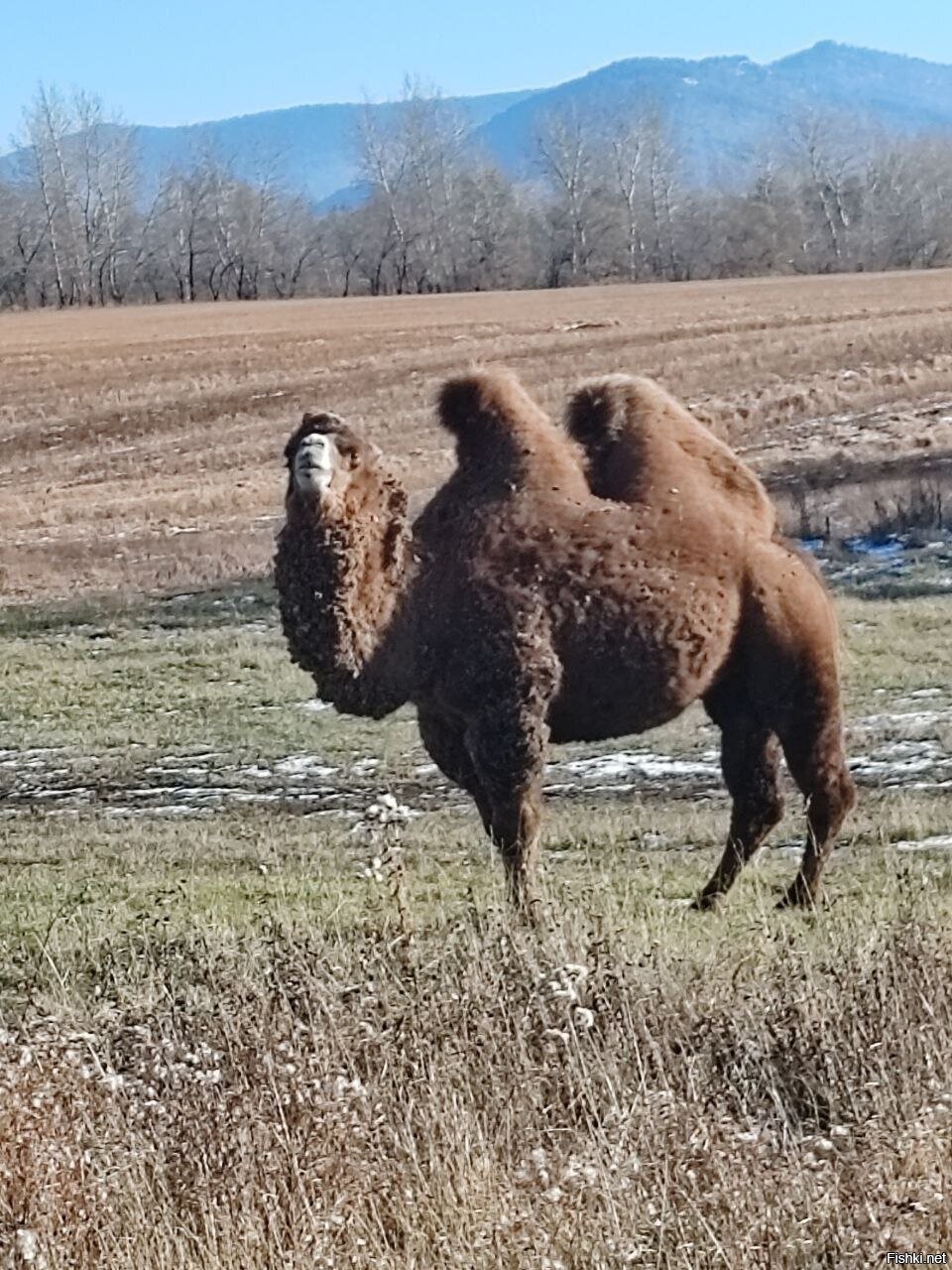 Верблюд в Бейском районе Республики Хакасия