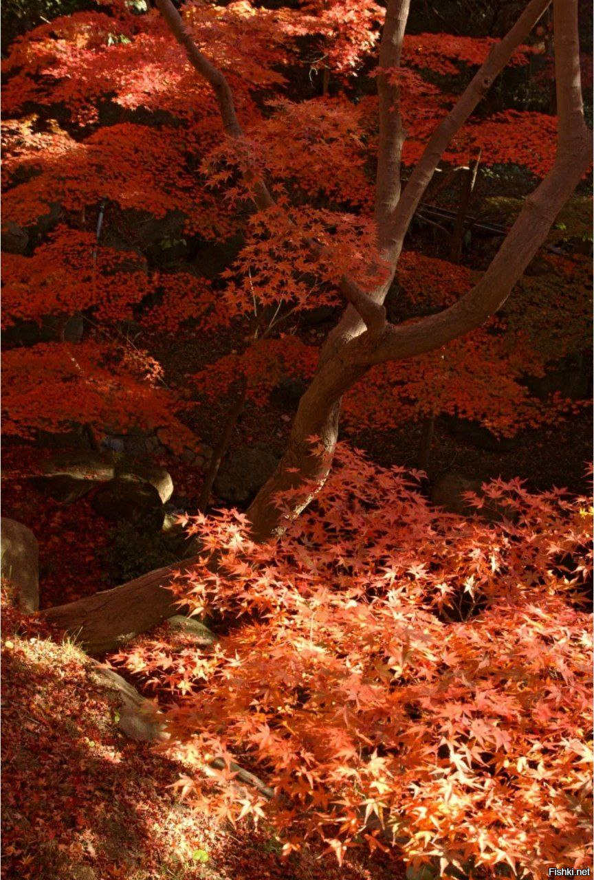 Клёны, источник радости и вдохновения