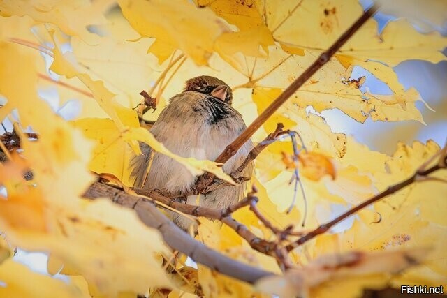 Спит зараза