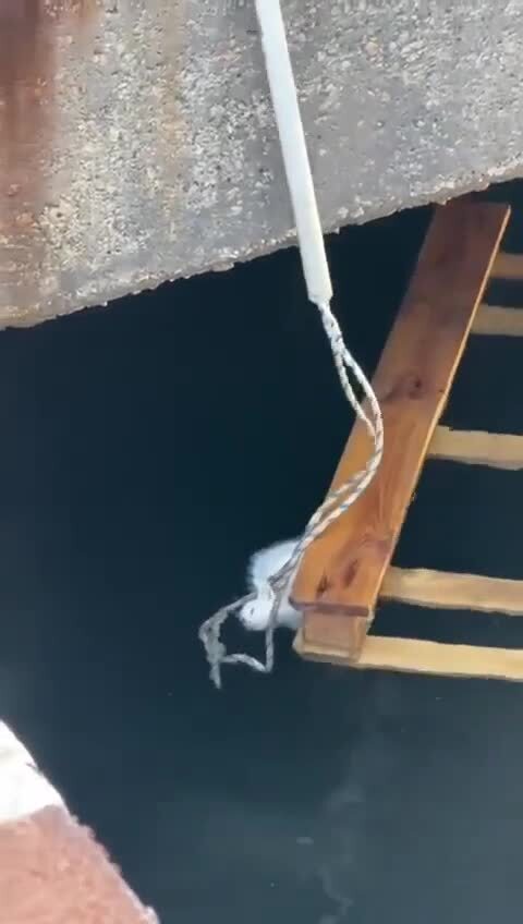 Осталось 8 жизней