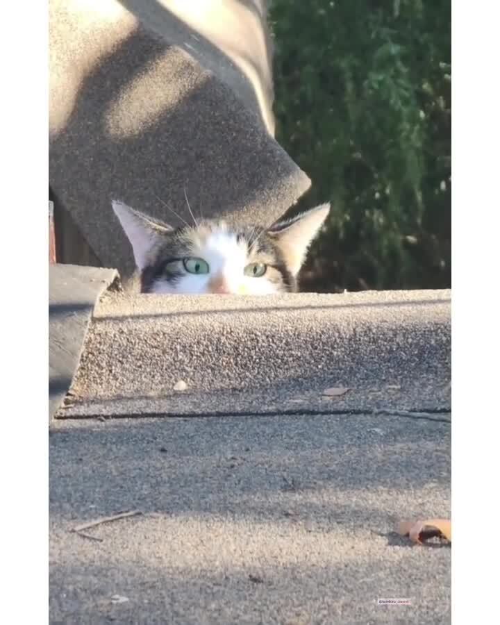 Наблюдение)