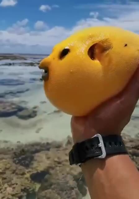 Рыба фугу-цесарка