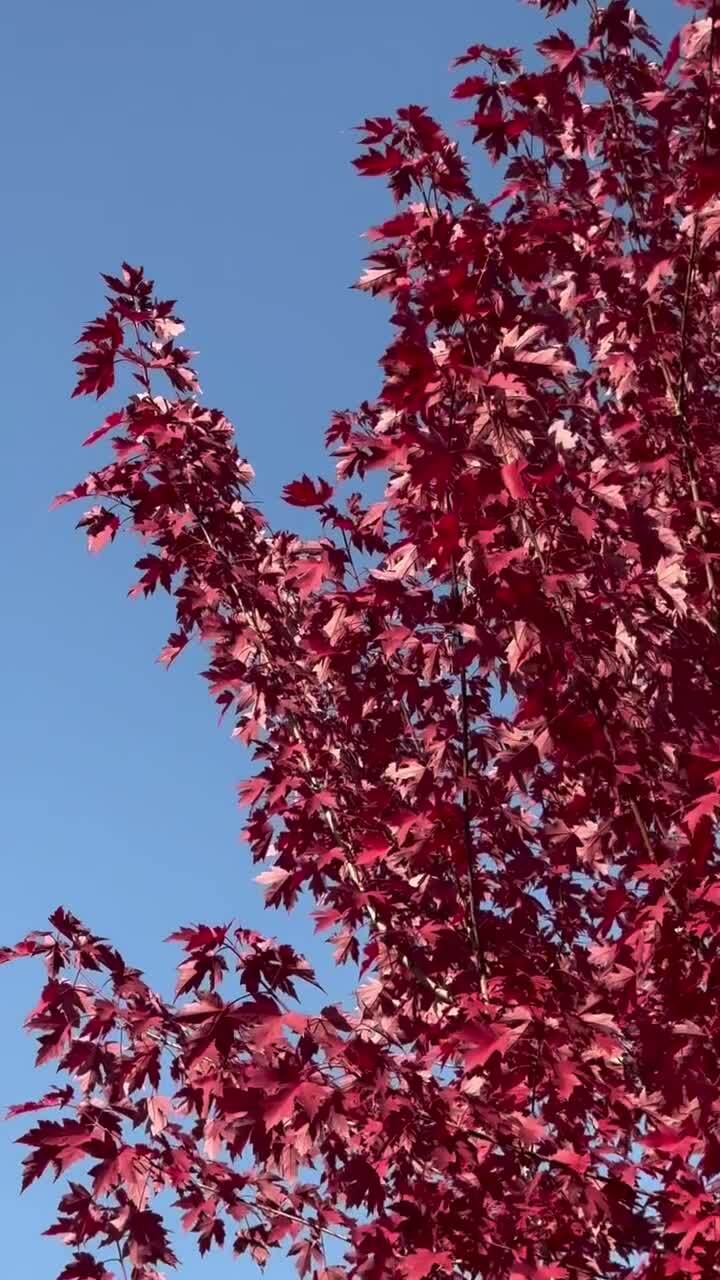 Осень в Алматинском ботаническом саду