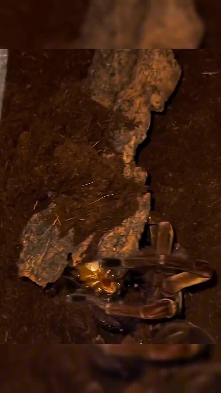 Tarantula VS Scorpion