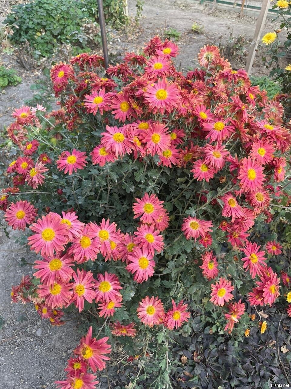 В палисаднике около дома