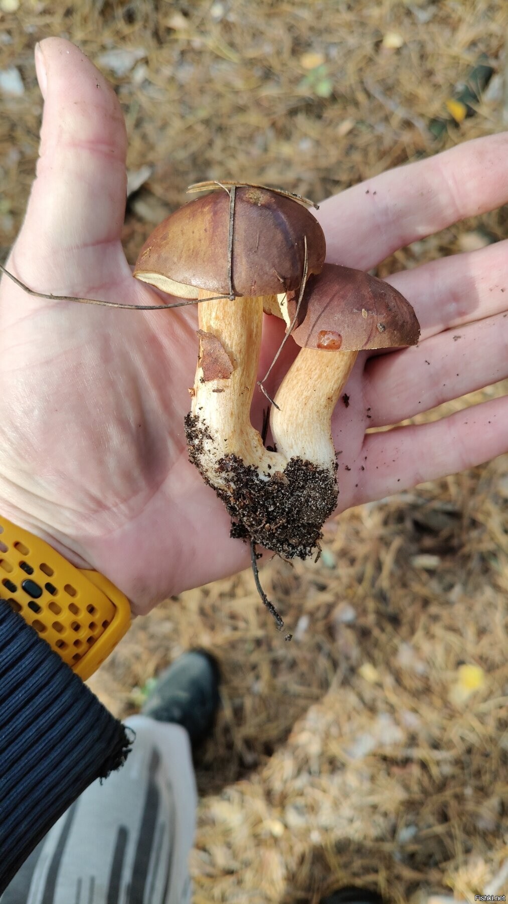 Сходил в лес подышать свежим воздухом и совместил приятное с полезным)