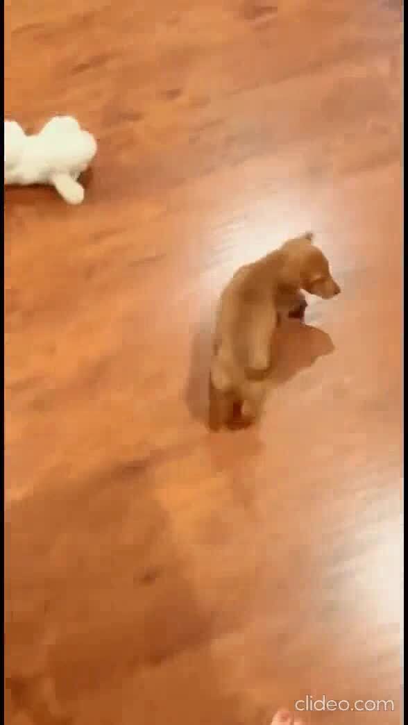 Собачья ласкость