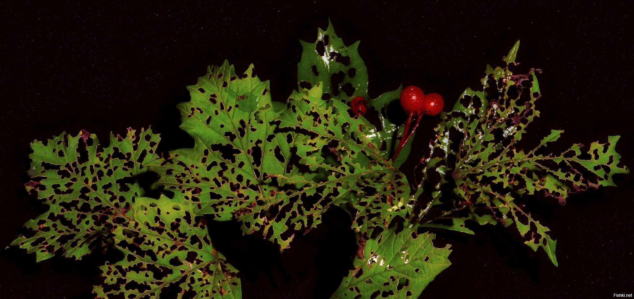 Последние ягоды