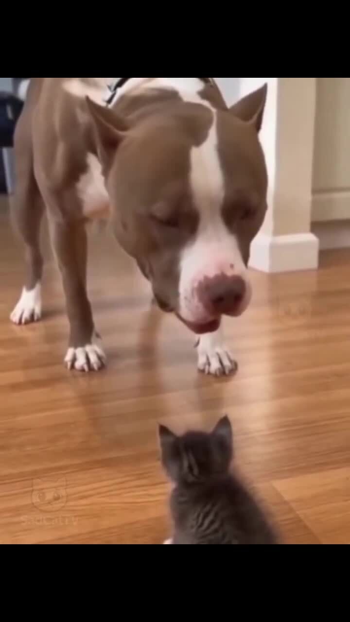 Он был крутым парнем, пока не появилась мама-кошка