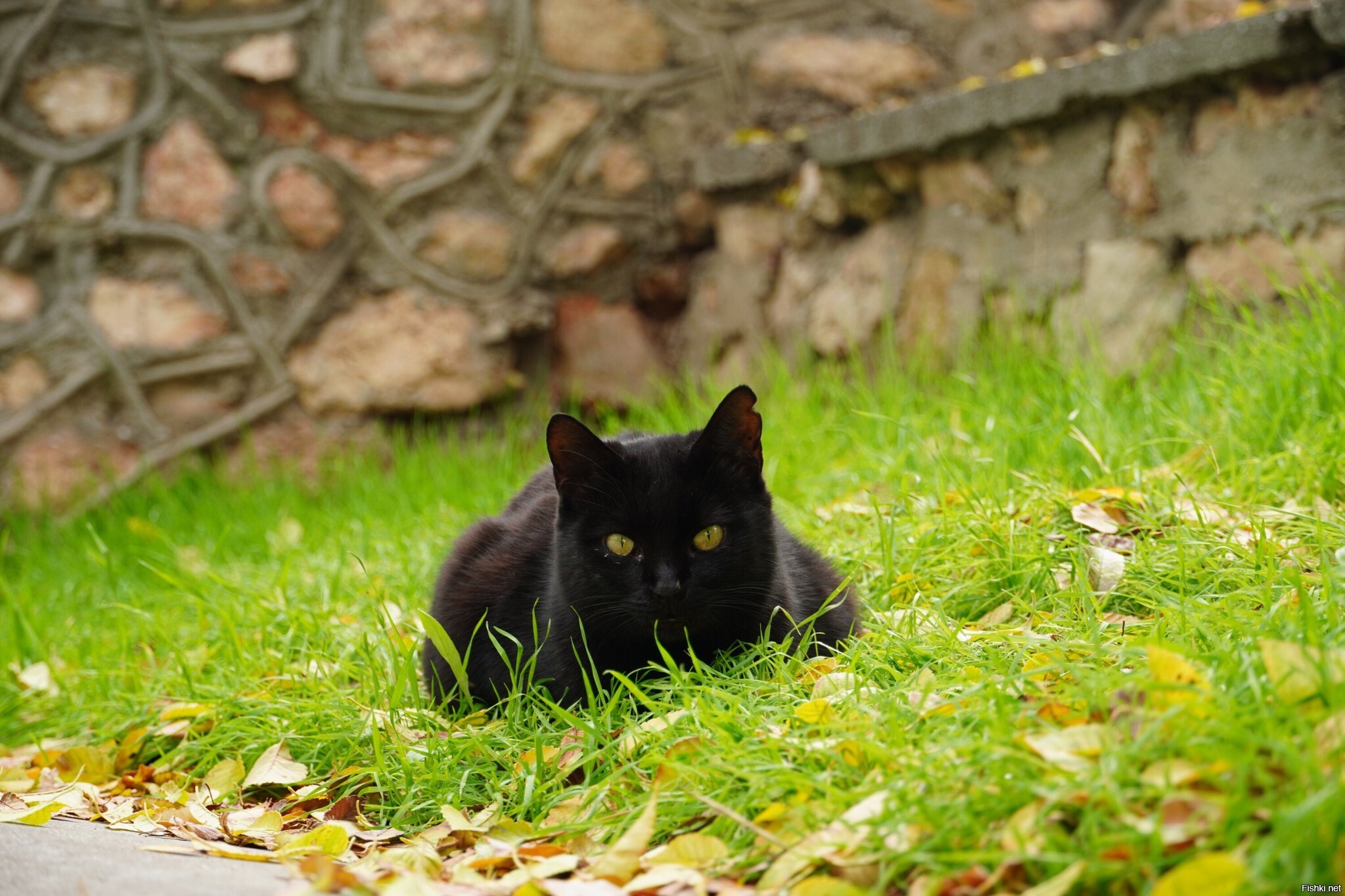 Сегодняшние котики