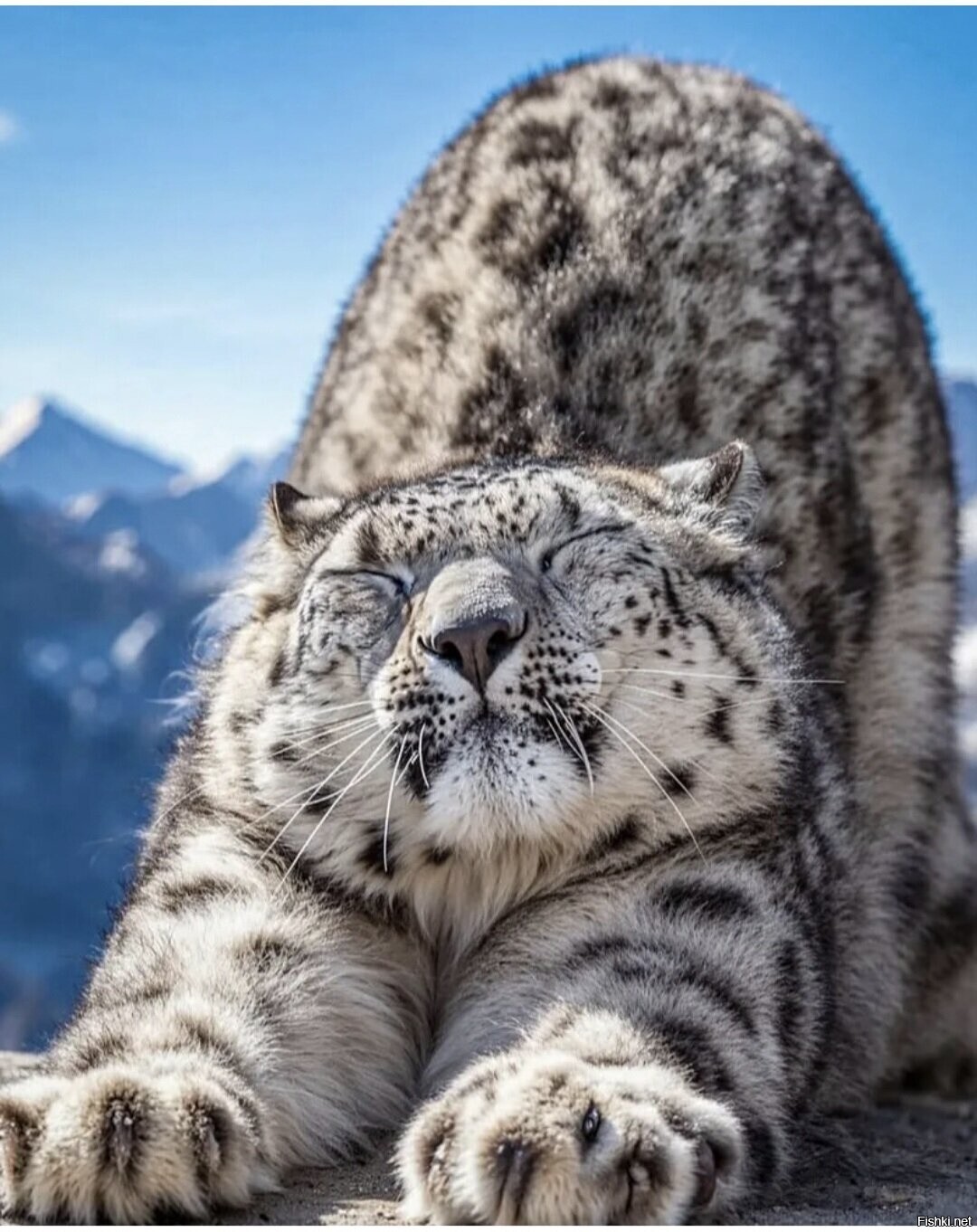 Доброе утро