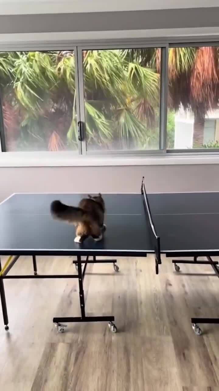 Игра с помехой)