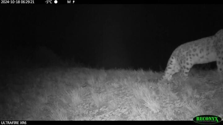 Видео фотоловушек Саяно-Шушенского заповедника, смотреть со звуком