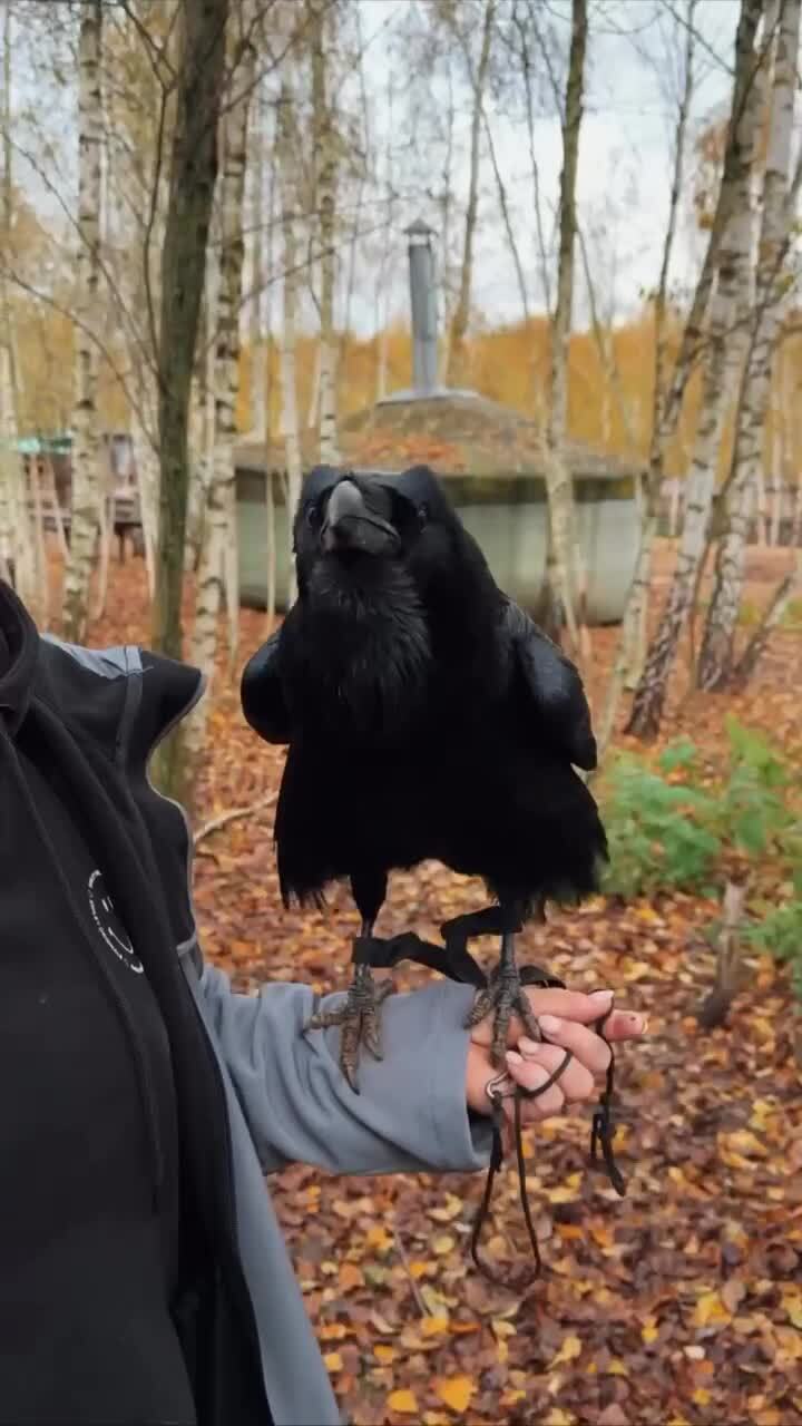 Ворон, который умеет говорить «Карлуша молодец