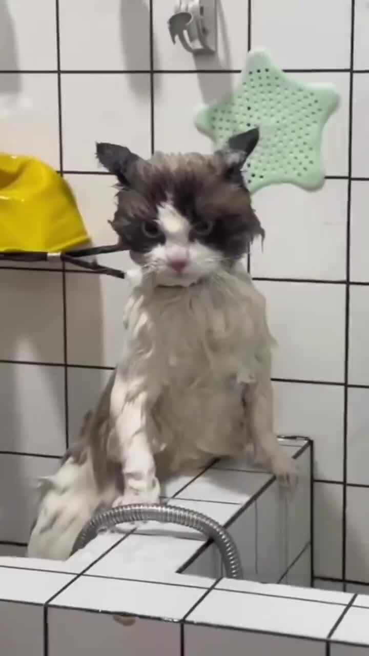 Может сейчас я и мокрый, но ночью будут ваши тапки)