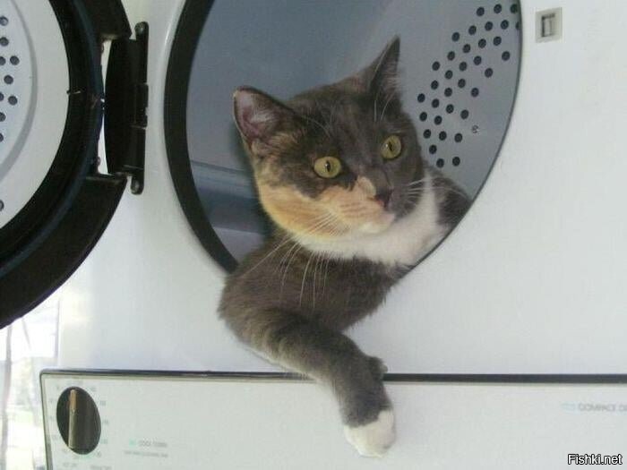 Садись в машину, киска