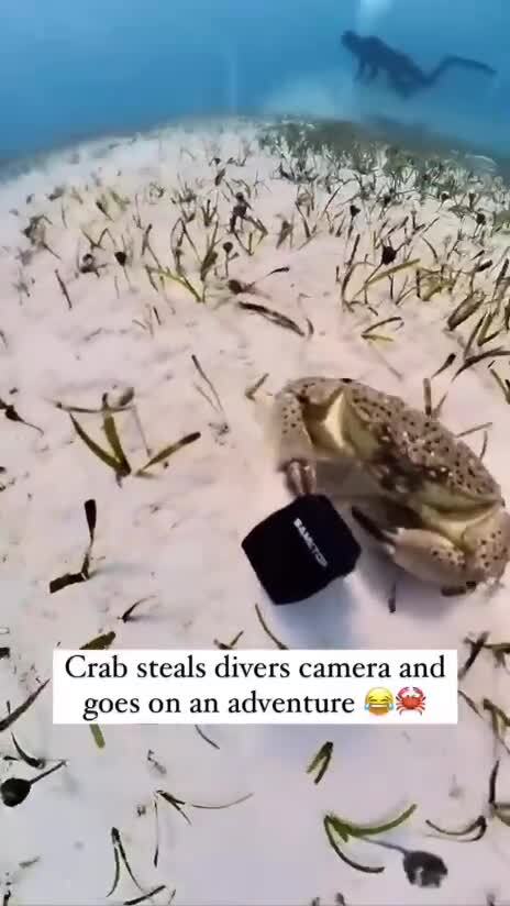 Краб украл камеру у дайвера )))