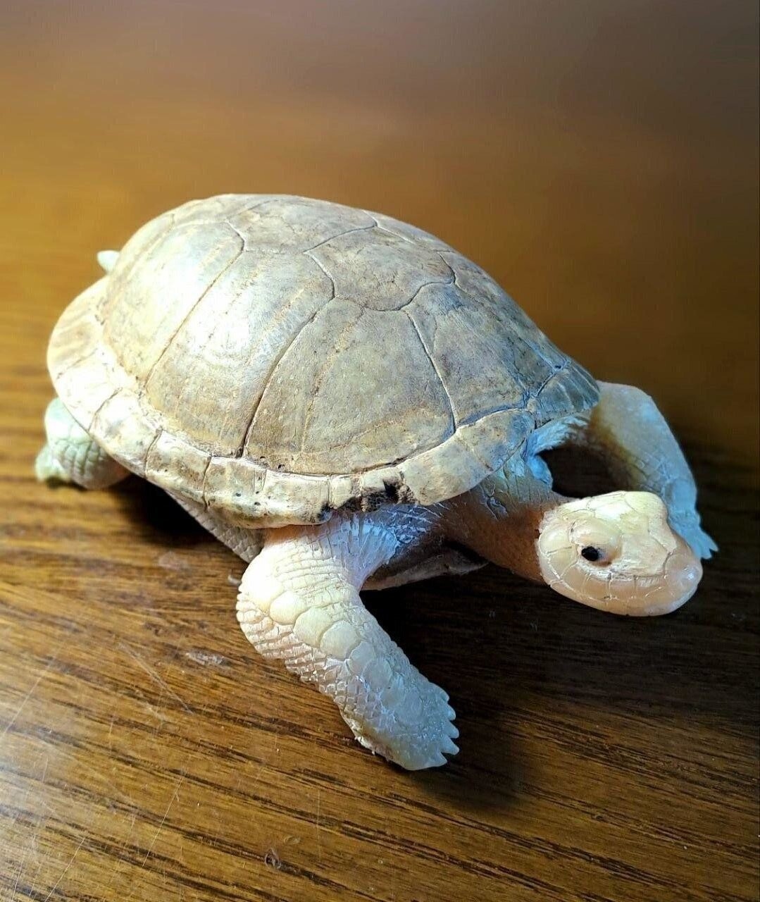 принесли черепаший панцирь, много лет пролежавший на открытом воздухе