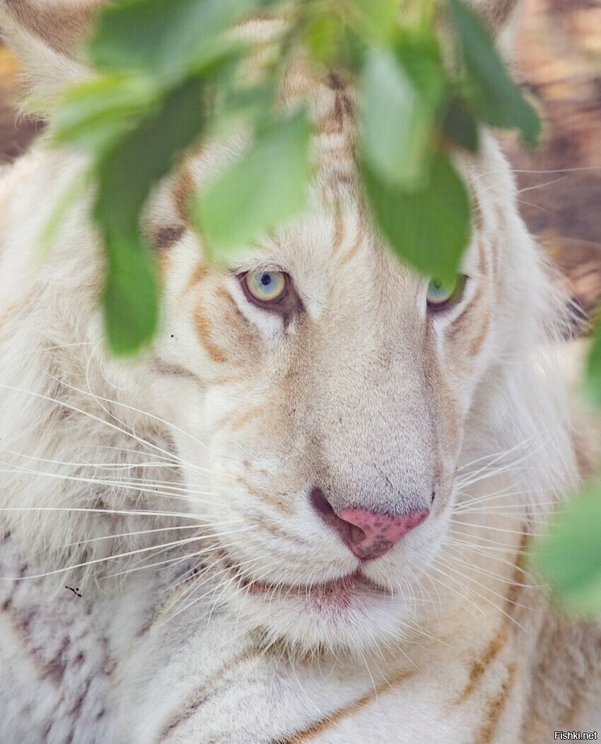 Белый бенгальский тигр