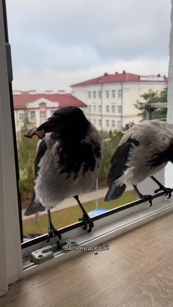 Почти домашние)