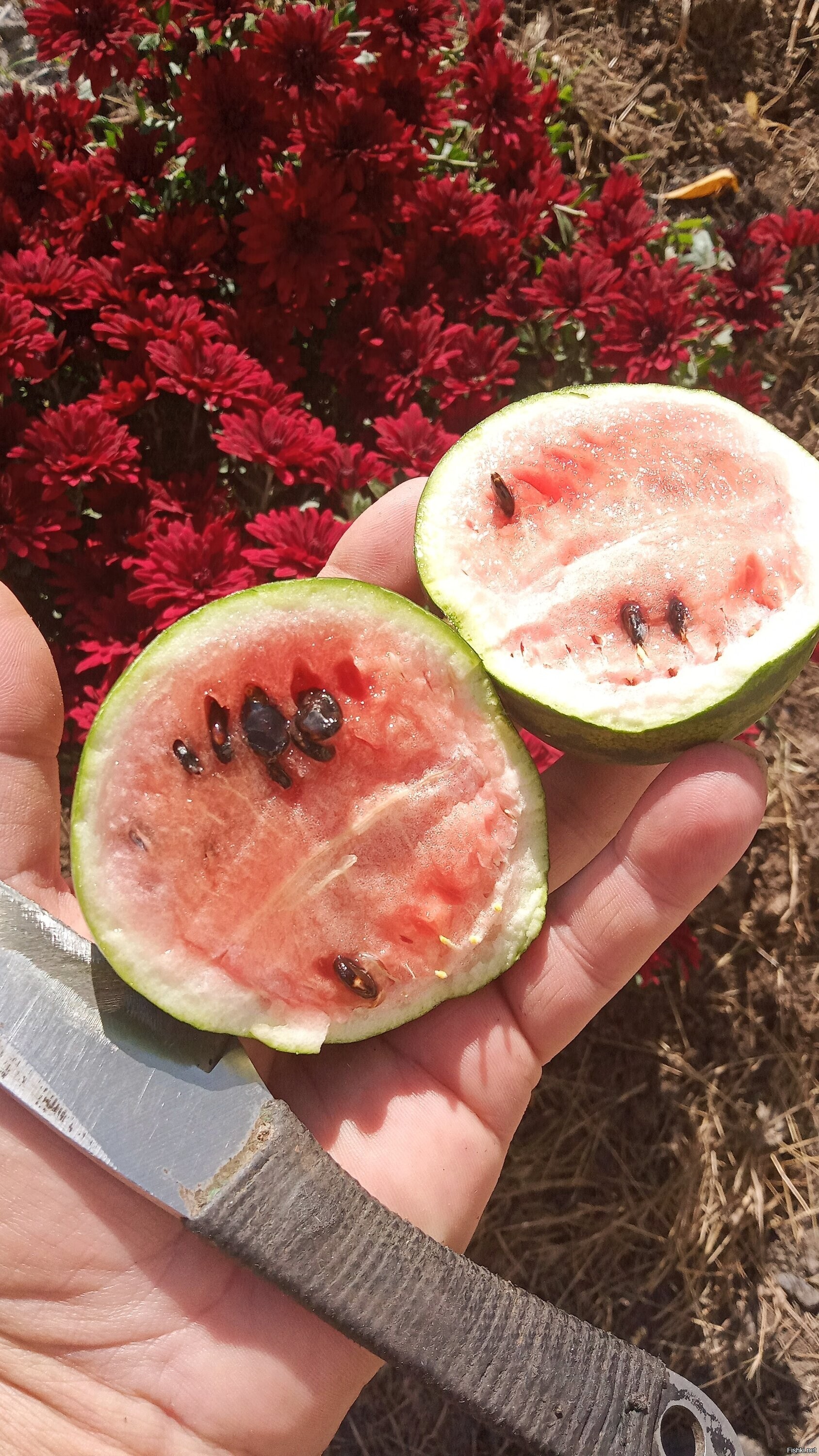 Вот такой вот вырос в саду