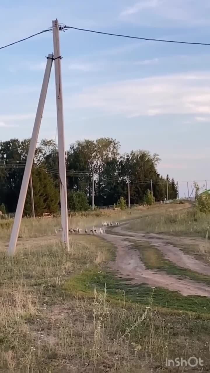 Сельские будни