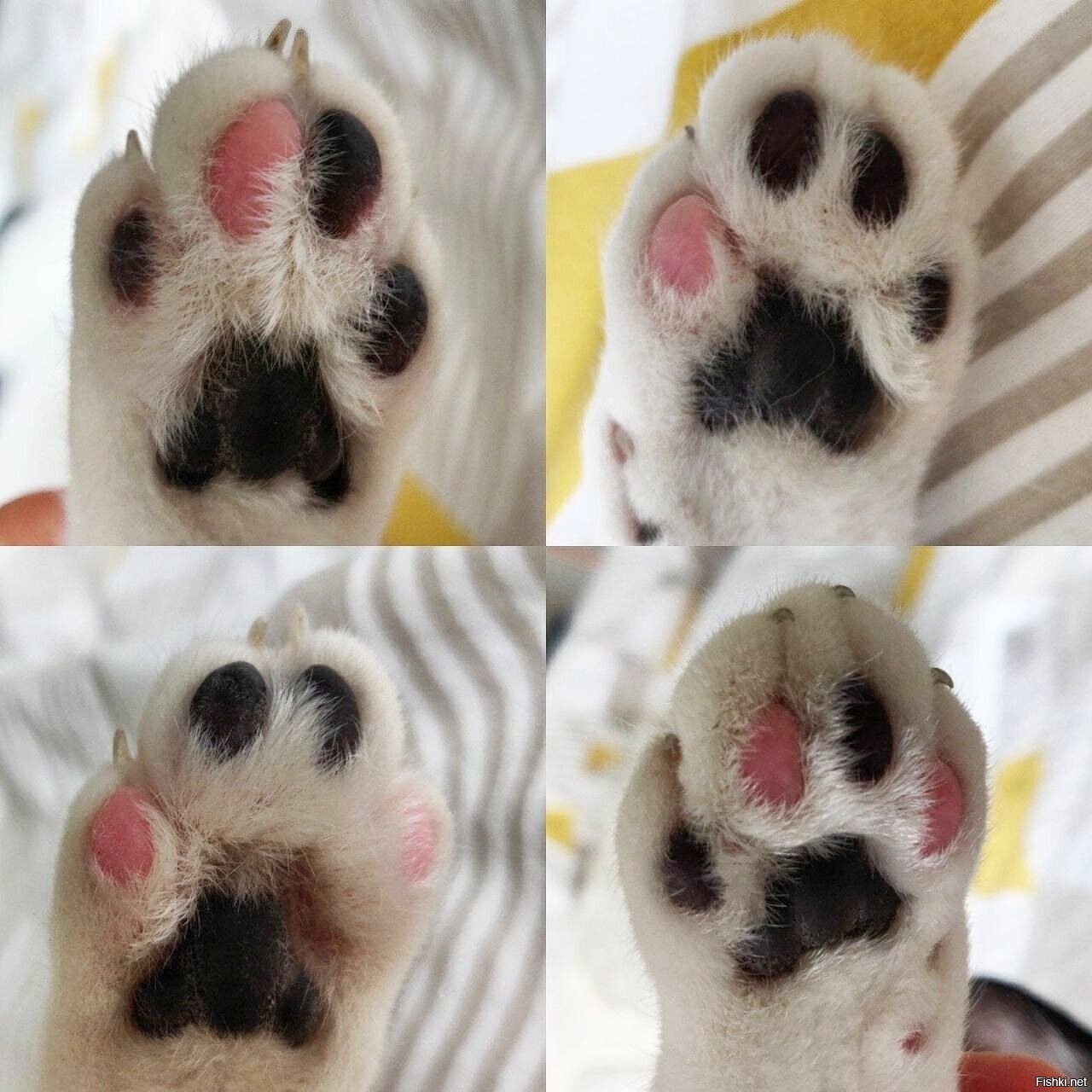 Лапки одного кота