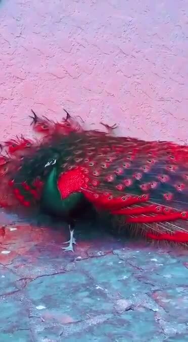 Говорят, эта птичка называется Рубиновый павлин Не знаю, так ли, но впечатляет