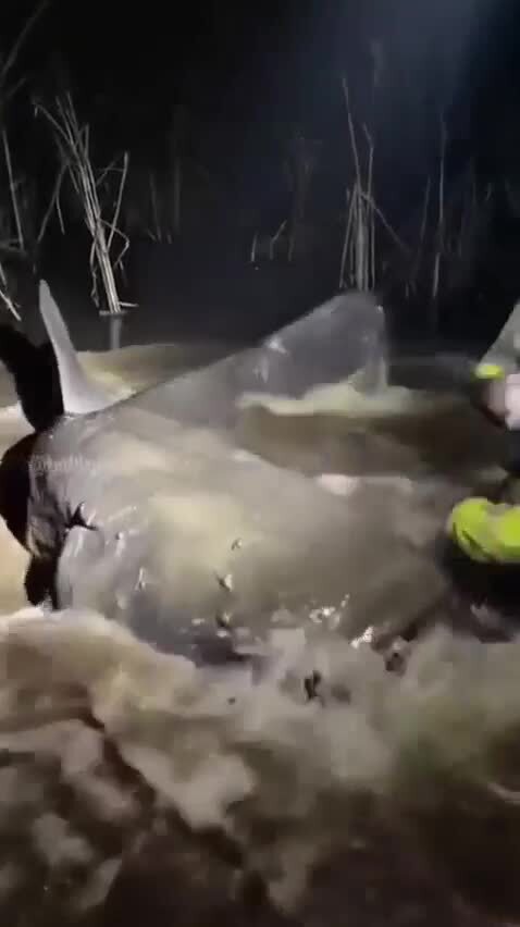 Так вот ты какая - золотая рыбка