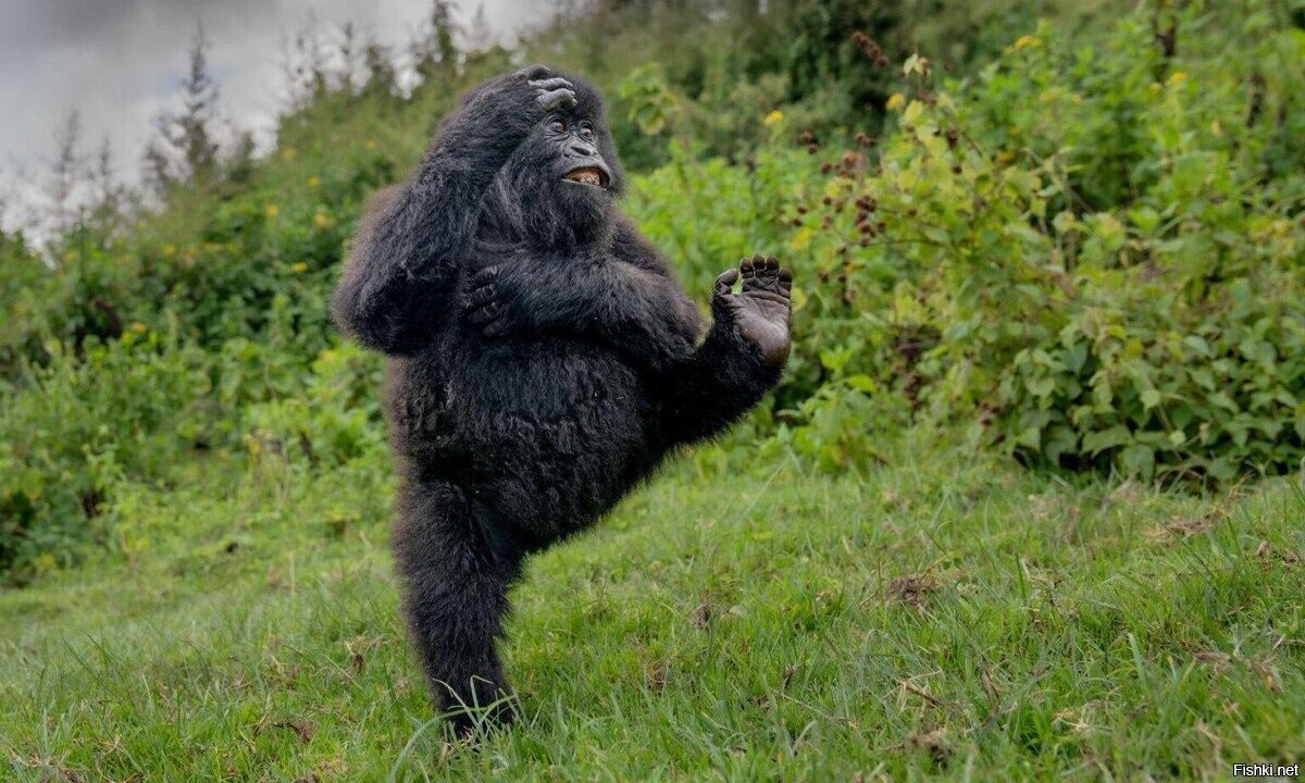 Кто там шагает правой