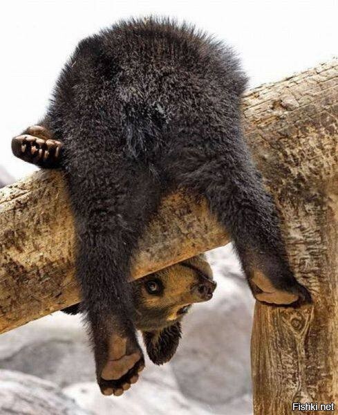 Что значит, нет сгущенки