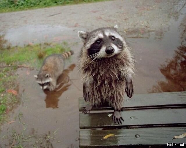 Я старый солдат и не знаю слов любви