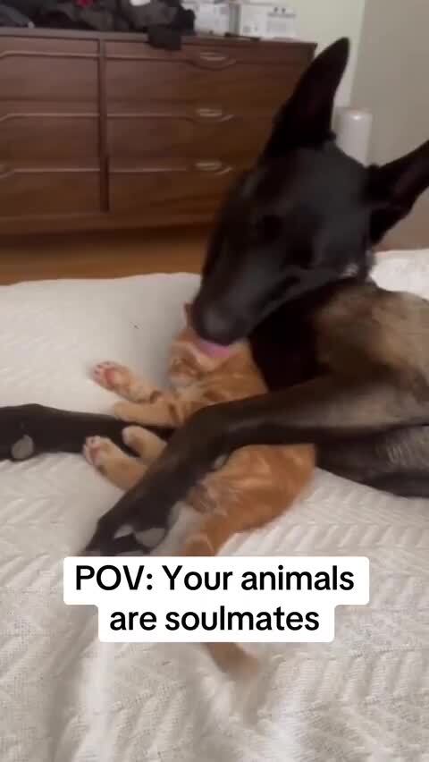 То дерутся, то лобзаются