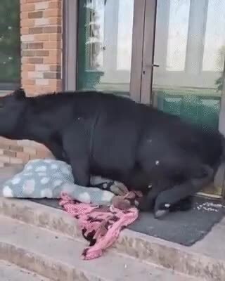 Когда вырос с собаками