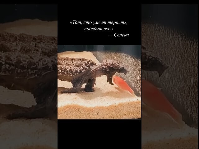 Т - терпение))