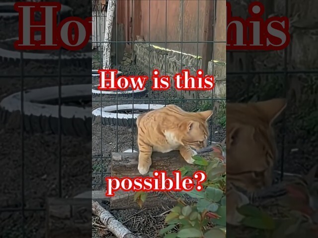 Пройти можно везде