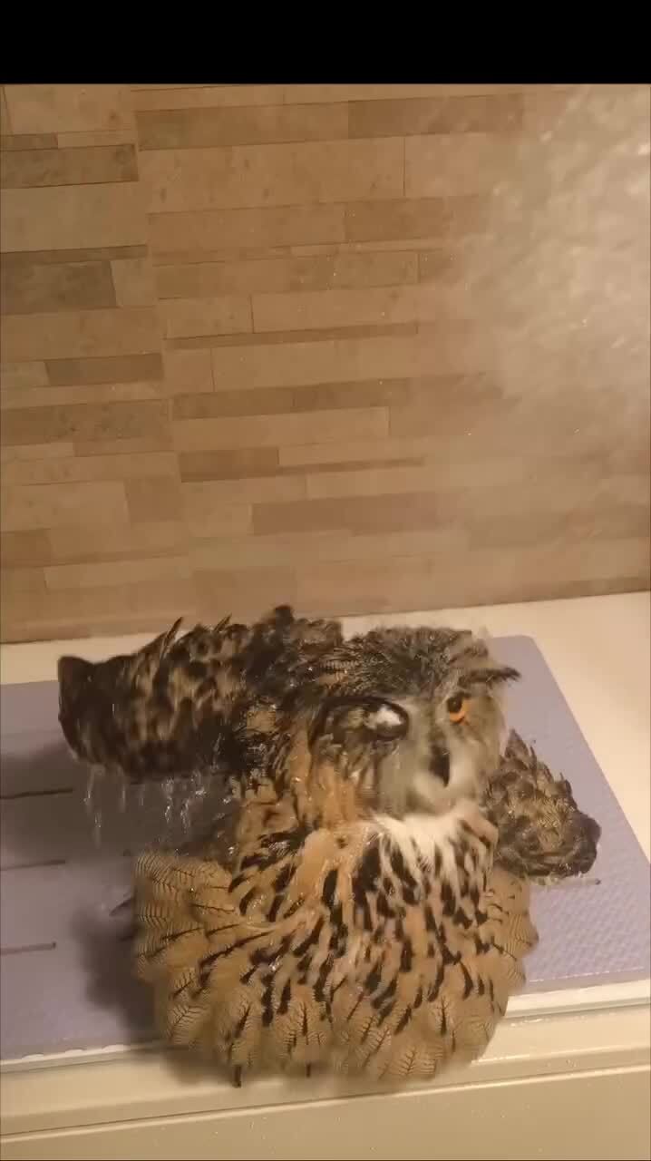 Банный день)