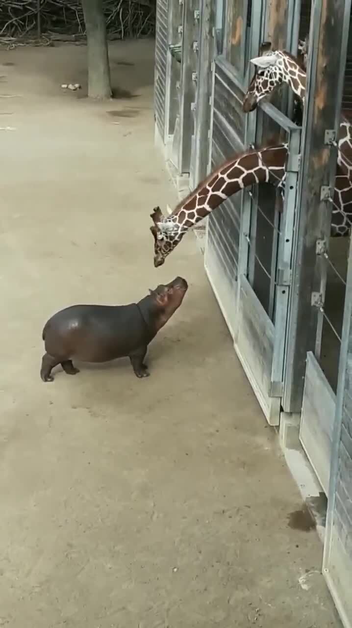 Знакомство бегемотика с жирафом)