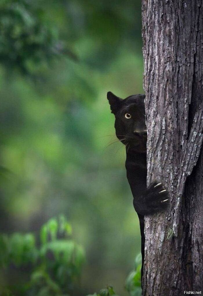 Проснулись