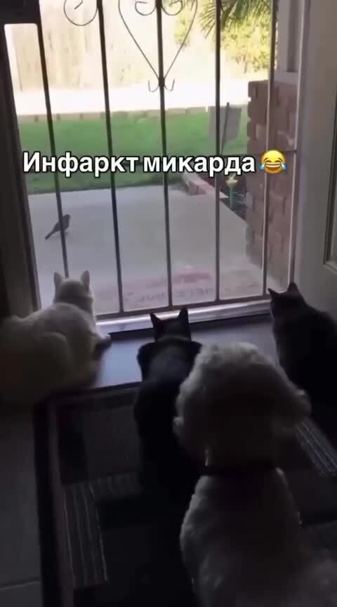 Кайфолом
