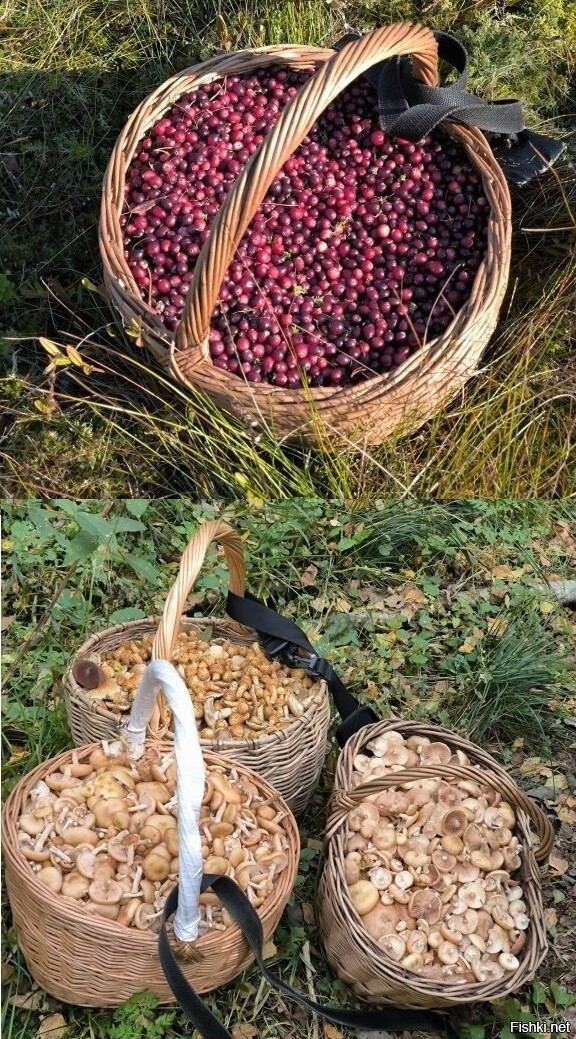 Последние - клюква и опята