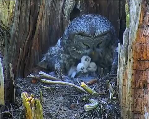 Мама-сова кормит своих детенышей