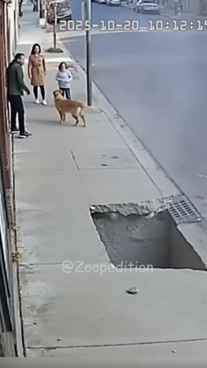 Ангел хранитель