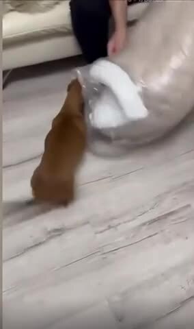 Собачья радость