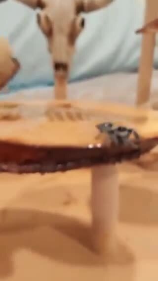 Милота по-австралийски