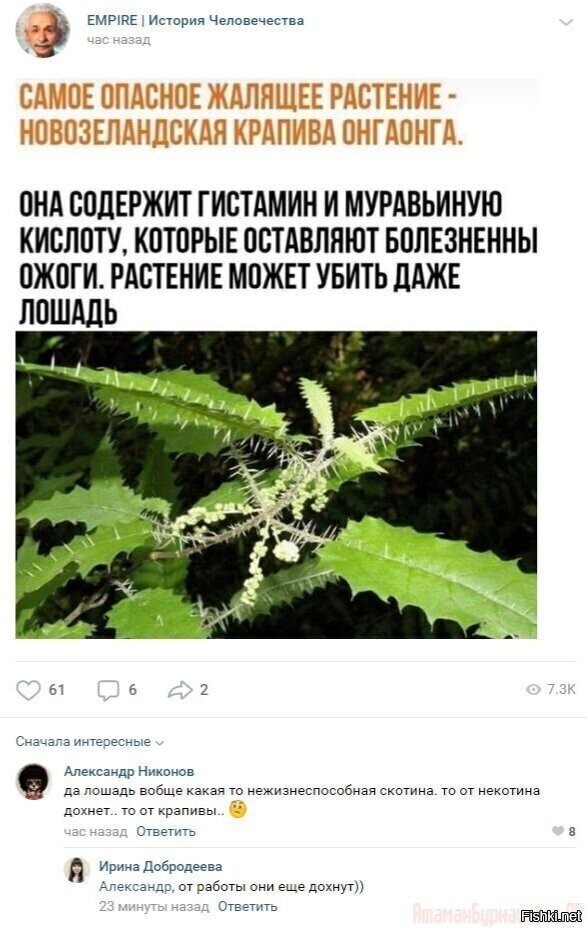 Солянка